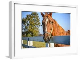 A Thoroughbred Horse, Lexington, Kentucky-Rona Schwarz-Framed Photographic Print