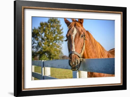 A Thoroughbred Horse, Lexington, Kentucky-Rona Schwarz-Framed Photographic Print