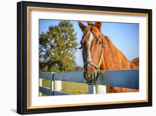 A Thoroughbred Horse, Lexington, Kentucky-Rona Schwarz-Framed Photographic Print