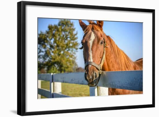 A Thoroughbred Horse, Lexington, Kentucky-Rona Schwarz-Framed Photographic Print