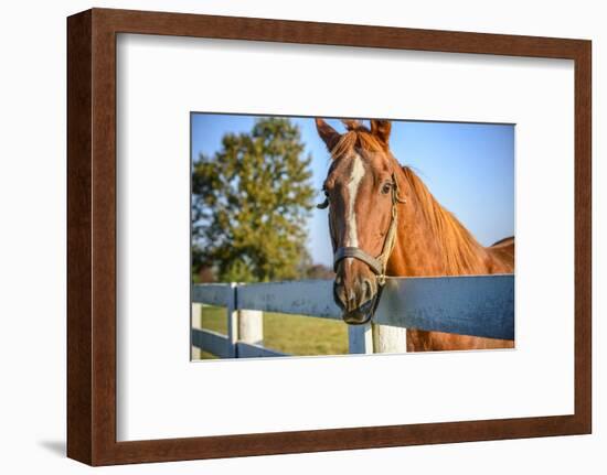 A Thoroughbred Horse, Lexington, Kentucky-Rona Schwarz-Framed Photographic Print