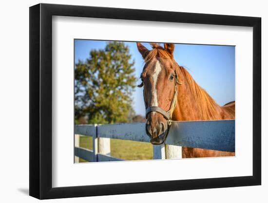 A Thoroughbred Horse, Lexington, Kentucky-Rona Schwarz-Framed Photographic Print