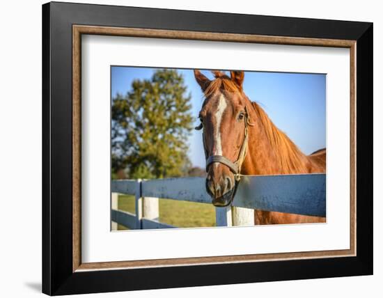 A Thoroughbred Horse, Lexington, Kentucky-Rona Schwarz-Framed Photographic Print