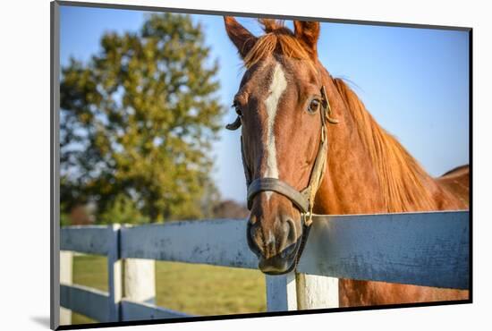 A Thoroughbred Horse, Lexington, Kentucky-Rona Schwarz-Mounted Photographic Print