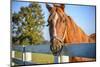 A Thoroughbred Horse, Lexington, Kentucky-Rona Schwarz-Mounted Photographic Print