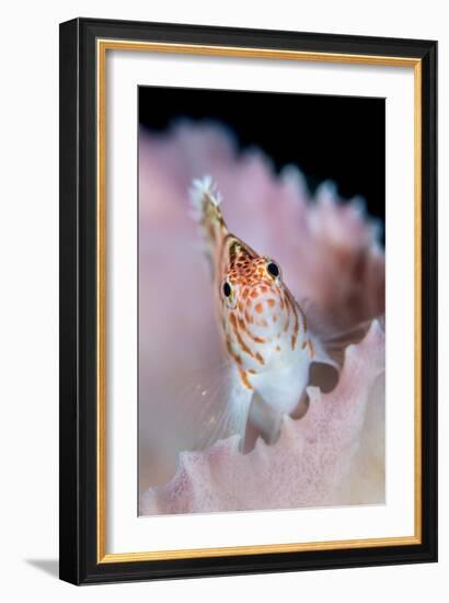 A threadfin hawkfish on a barrel sponge, Indonesia-Alex Mustard-Framed Photographic Print