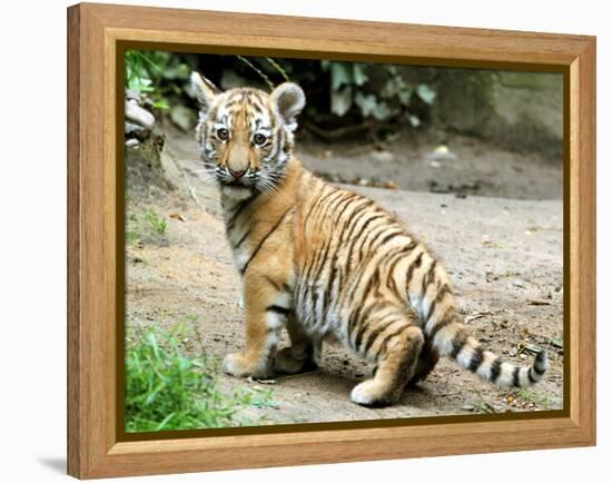A Three Month Old Siberian Tiger Cub at the Duisberg Zoo in Germany-null-Framed Stretched Canvas