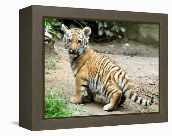 A Three Month Old Siberian Tiger Cub at the Duisberg Zoo in Germany-null-Framed Stretched Canvas