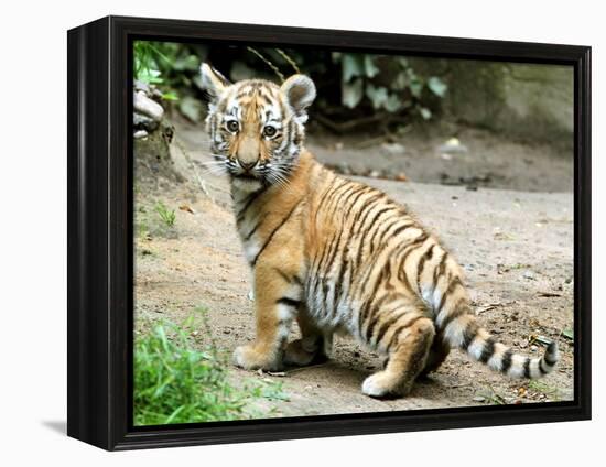 A Three Month Old Siberian Tiger Cub at the Duisberg Zoo in Germany-null-Framed Stretched Canvas