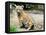 A Three Month Old Siberian Tiger Cub at the Duisberg Zoo in Germany-null-Framed Stretched Canvas