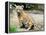 A Three Month Old Siberian Tiger Cub at the Duisberg Zoo in Germany-null-Framed Stretched Canvas