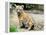 A Three Month Old Siberian Tiger Cub at the Duisberg Zoo in Germany-null-Framed Stretched Canvas