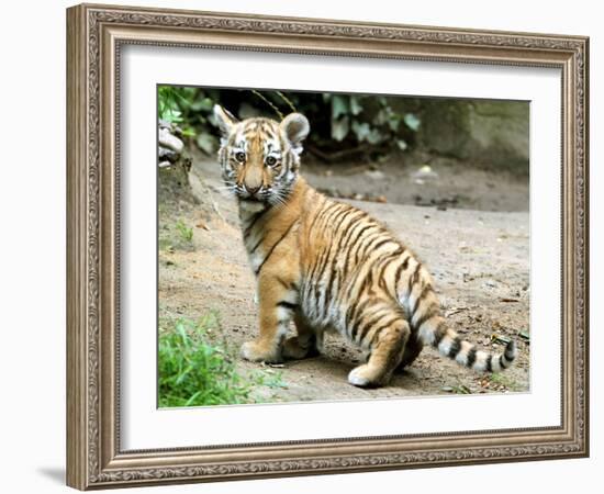 A Three Month Old Siberian Tiger Cub at the Duisberg Zoo in Germany-null-Framed Photo