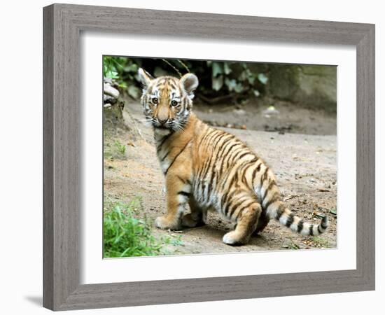 A Three Month Old Siberian Tiger Cub at the Duisberg Zoo in Germany-null-Framed Photo