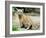 A Three Month Old Siberian Tiger Cub at the Duisberg Zoo in Germany-null-Framed Photo