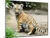 A Three Month Old Siberian Tiger Cub at the Duisberg Zoo in Germany-null-Mounted Photo