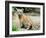 A Three Month Old Siberian Tiger Cub at the Duisberg Zoo in Germany-null-Framed Photo