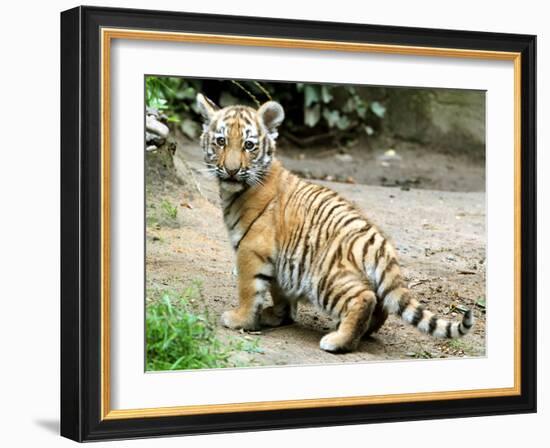 A Three Month Old Siberian Tiger Cub at the Duisberg Zoo in Germany-null-Framed Photo