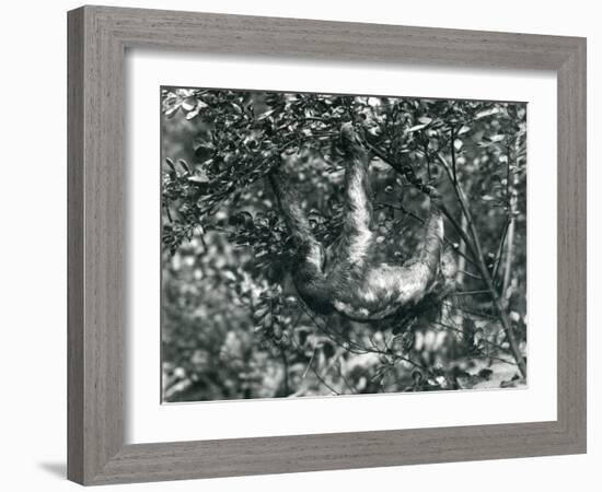 A Three-Toed Sloth Hanging from a Leafy Branch at London Zoo. August 1920-Frederick William Bond-Framed Giclee Print