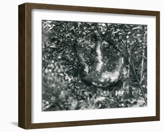 A Three-Toed Sloth Hanging from a Leafy Branch at London Zoo. August 1920-Frederick William Bond-Framed Giclee Print