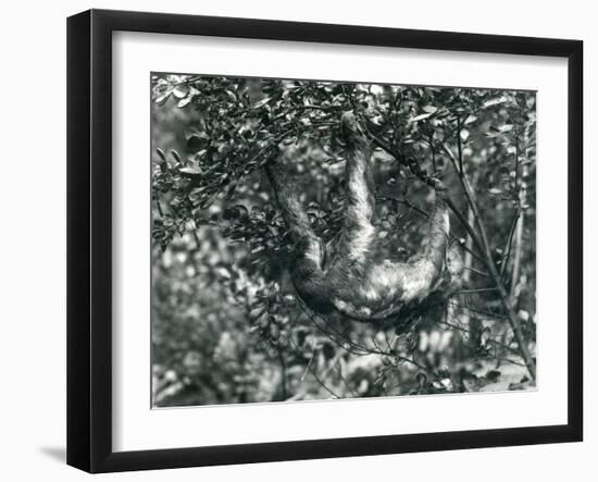 A Three-Toed Sloth Hanging from a Leafy Branch at London Zoo. August 1920-Frederick William Bond-Framed Giclee Print