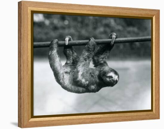 A Three-Toed Sloth Slowly Makes its Way Along a Pole at London Zoo, C.1913-Frederick William Bond-Framed Premier Image Canvas