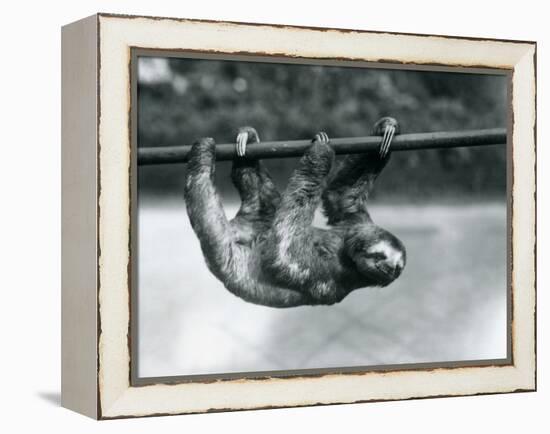 A Three-Toed Sloth Slowly Makes its Way Along a Pole at London Zoo, C.1913-Frederick William Bond-Framed Premier Image Canvas