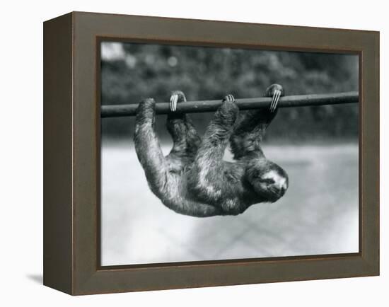 A Three-Toed Sloth Slowly Makes its Way Along a Pole at London Zoo, C.1913-Frederick William Bond-Framed Premier Image Canvas