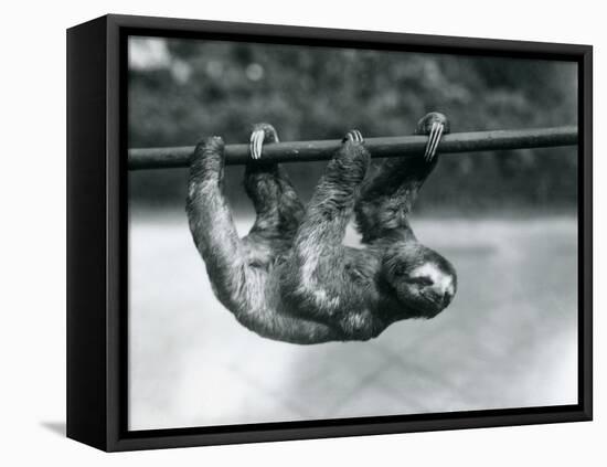 A Three-Toed Sloth Slowly Makes its Way Along a Pole at London Zoo, C.1913-Frederick William Bond-Framed Premier Image Canvas