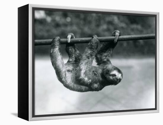 A Three-Toed Sloth Slowly Makes its Way Along a Pole at London Zoo, C.1913-Frederick William Bond-Framed Premier Image Canvas