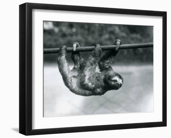 A Three-Toed Sloth Slowly Makes its Way Along a Pole at London Zoo, C.1913-Frederick William Bond-Framed Photographic Print