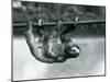 A Three-Toed Sloth Slowly Makes its Way Along a Pole at London Zoo, C.1913-Frederick William Bond-Mounted Photographic Print
