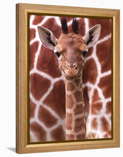 A Three Week Old Baby Giraffe at Whipsnade Wild Animal Park Pictured in Front of Its Mother-null-Framed Premier Image Canvas