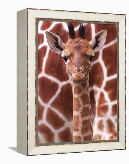 A Three Week Old Baby Giraffe at Whipsnade Wild Animal Park Pictured in Front of Its Mother-null-Framed Premier Image Canvas