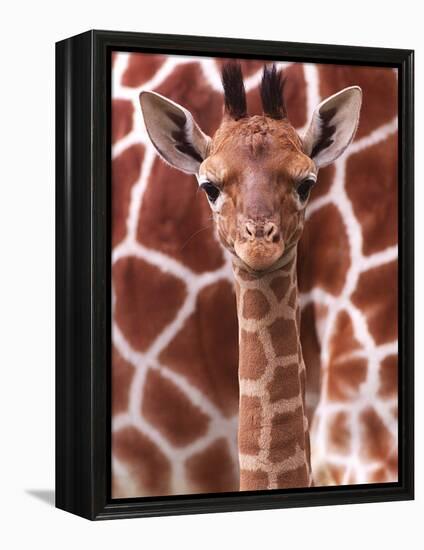 A Three Week Old Baby Giraffe at Whipsnade Wild Animal Park Pictured in Front of Its Mother-null-Framed Premier Image Canvas