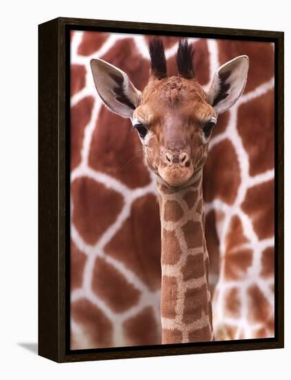 A Three Week Old Baby Giraffe at Whipsnade Wild Animal Park Pictured in Front of Its Mother-null-Framed Premier Image Canvas