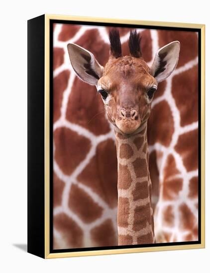 A Three Week Old Baby Giraffe at Whipsnade Wild Animal Park Pictured in Front of Its Mother-null-Framed Premier Image Canvas