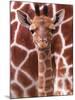 A Three Week Old Baby Giraffe at Whipsnade Wild Animal Park Pictured in Front of Its Mother-null-Mounted Premium Photographic Print