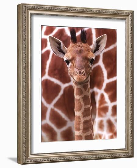 A Three Week Old Baby Giraffe at Whipsnade Wild Animal Park Pictured in Front of Its Mother-null-Framed Photographic Print