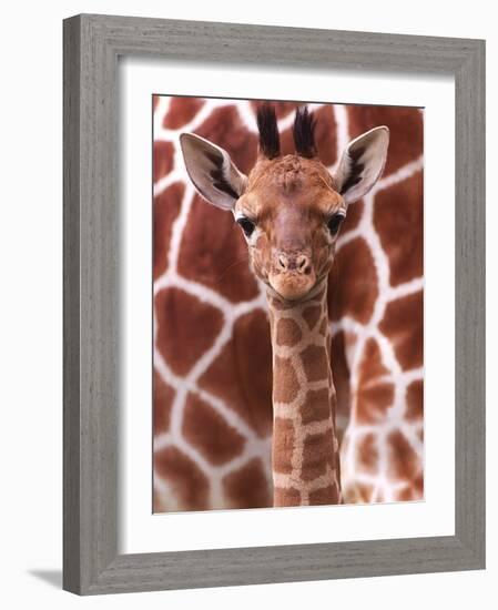 A Three Week Old Baby Giraffe at Whipsnade Wild Animal Park Pictured in Front of Its Mother-null-Framed Photographic Print