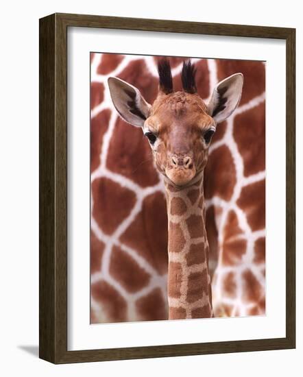 A Three Week Old Baby Giraffe at Whipsnade Wild Animal Park Pictured in Front of Its Mother-null-Framed Photographic Print