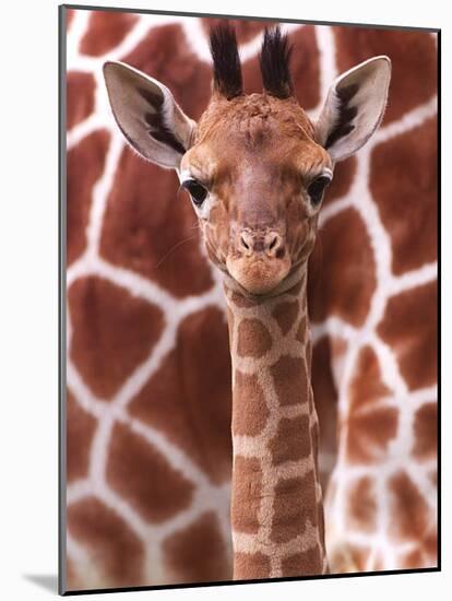 A Three Week Old Baby Giraffe at Whipsnade Wild Animal Park Pictured in Front of Its Mother-null-Mounted Photographic Print