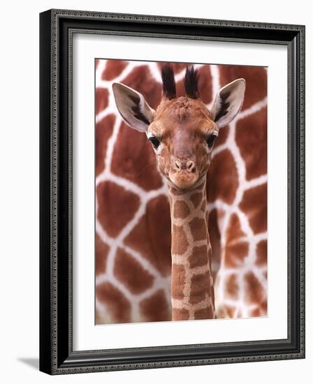 A Three Week Old Baby Giraffe at Whipsnade Wild Animal Park Pictured in Front of Its Mother-null-Framed Photographic Print