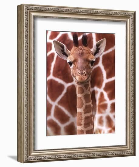 A Three Week Old Baby Giraffe at Whipsnade Wild Animal Park Pictured in Front of Its Mother--Framed Photographic Print