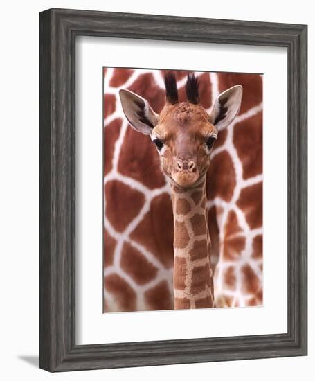 A Three Week Old Baby Giraffe at Whipsnade Wild Animal Park Pictured in Front of Its Mother-null-Framed Photographic Print