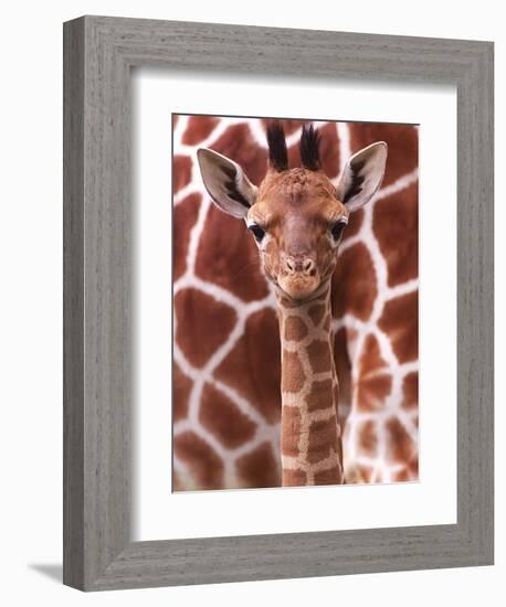 A Three Week Old Baby Giraffe at Whipsnade Wild Animal Park Pictured in Front of Its Mother-null-Framed Photographic Print