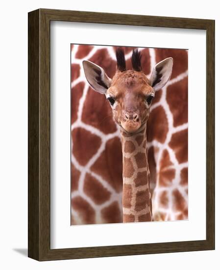 A Three Week Old Baby Giraffe at Whipsnade Wild Animal Park Pictured in Front of Its Mother--Framed Photographic Print