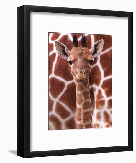 A Three Week Old Baby Giraffe at Whipsnade Wild Animal Park Pictured in Front of Its Mother-null-Framed Photographic Print