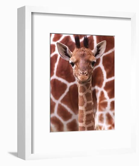 A Three Week Old Baby Giraffe at Whipsnade Wild Animal Park Pictured in Front of Its Mother-null-Framed Photographic Print