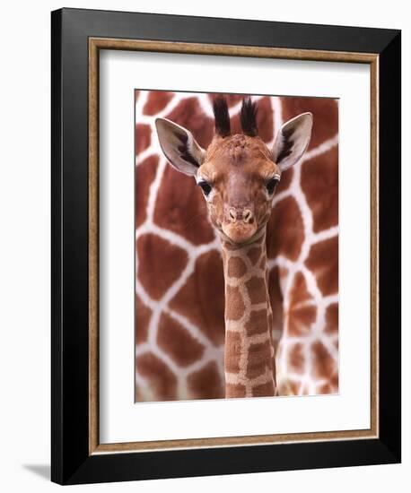 A Three Week Old Baby Giraffe at Whipsnade Wild Animal Park Pictured in Front of Its Mother--Framed Photographic Print